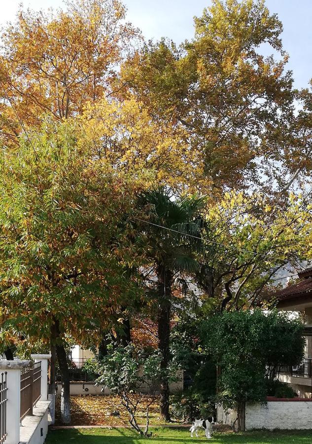 "The Plane Trees" Villa Polikarpi Екстериор снимка